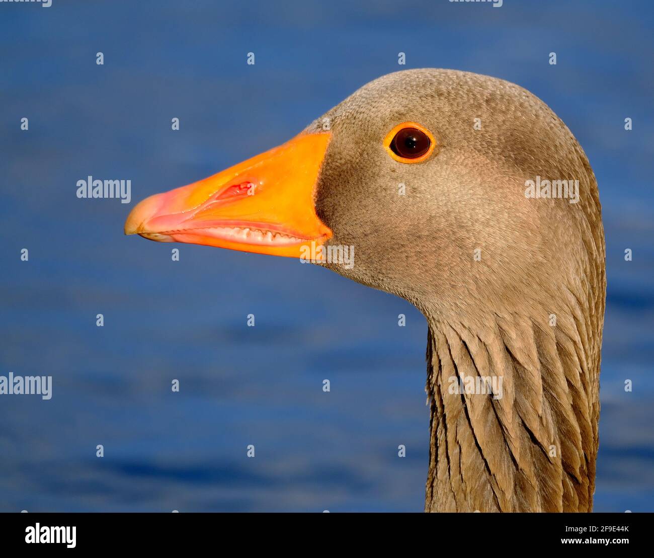 L'oca di greylag è una specie di oca della famiglia degli uccelli acquatici Anatidae, appartenente alla famiglia degli uccelli acquatici. Foto Stock