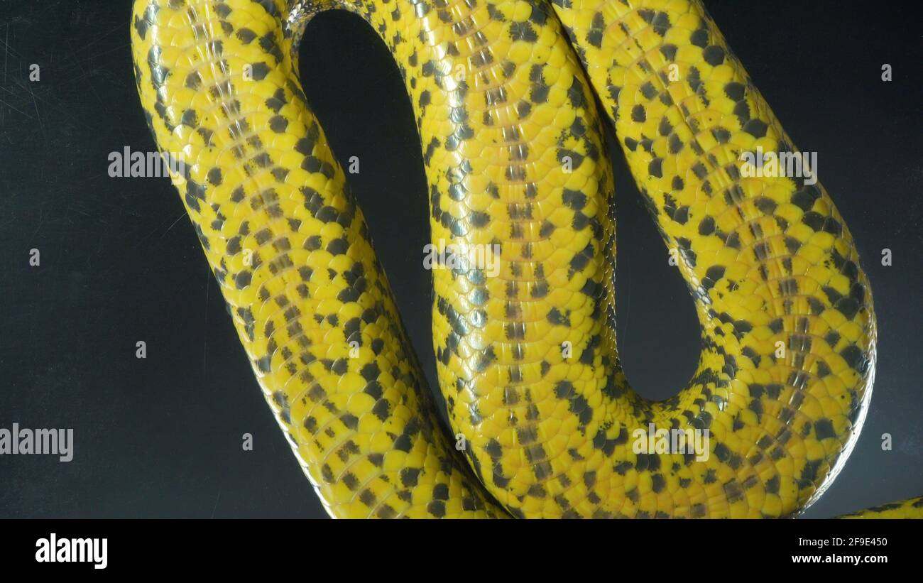 Foto di boa crawling anaconda con tiro in basso Foto Stock