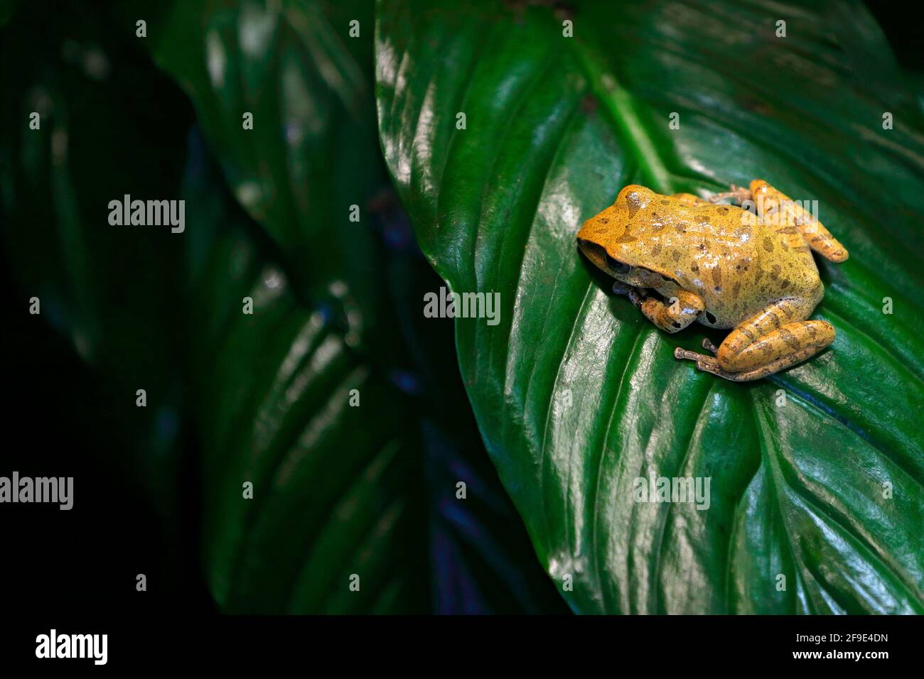 Polipedati megacefalo, Hong Kong con zampe a puntini che frana nell'habitat della foresta. Rana seduta sul congedo verde. Anfibi Asiatici, vegetatio verde Foto Stock