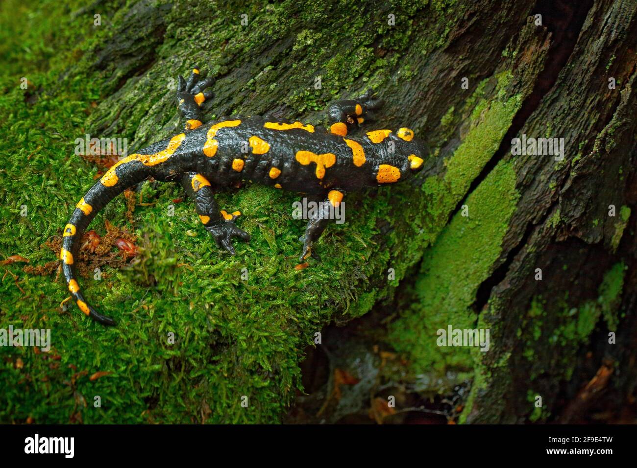 Fuoco Salamander, anfibio macchiato sul tronco dell'albero con muschio verde. Animale nero con macchie gialle. Animale nell'habitat forestale. Foto Stock