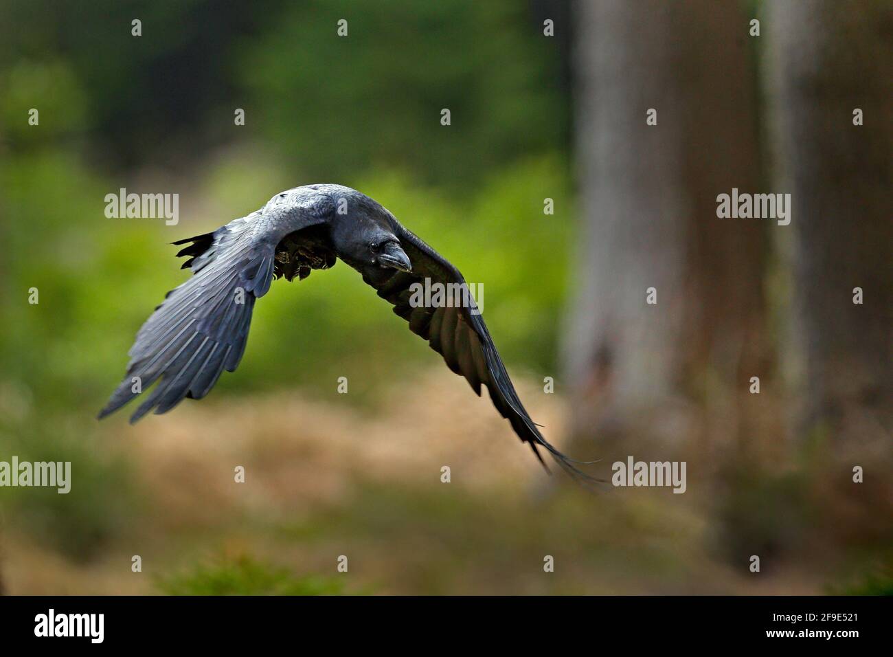 Raven in volo, Svezia. Uccello nel verde habitat della foresta. Scena della fauna selvatica dalla natura. Uccello nero corvino in mosca, comportamento animale. Foto Stock