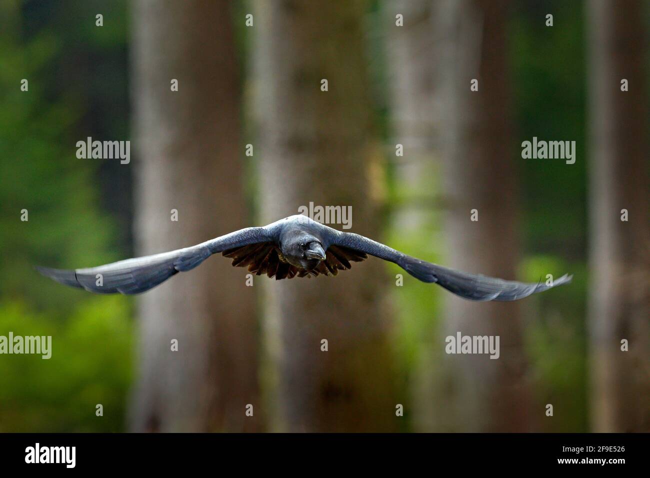 Raven in volo, Svezia. Uccello nel verde habitat della foresta. Scena della fauna selvatica dalla natura. Uccello nero corvino in mosca, comportamento animale. Foto Stock