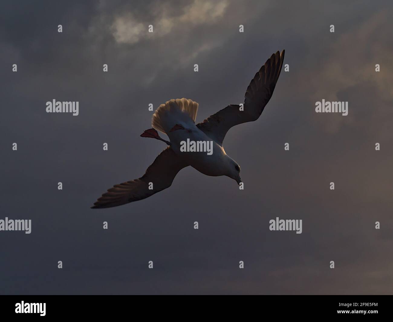 Primo piano vista ad angolo basso di un singolo uccello fulmar settentrionale volante (fulmarus glacialis) con ali bianche sparse nella luce della sera al tramonto. Foto Stock