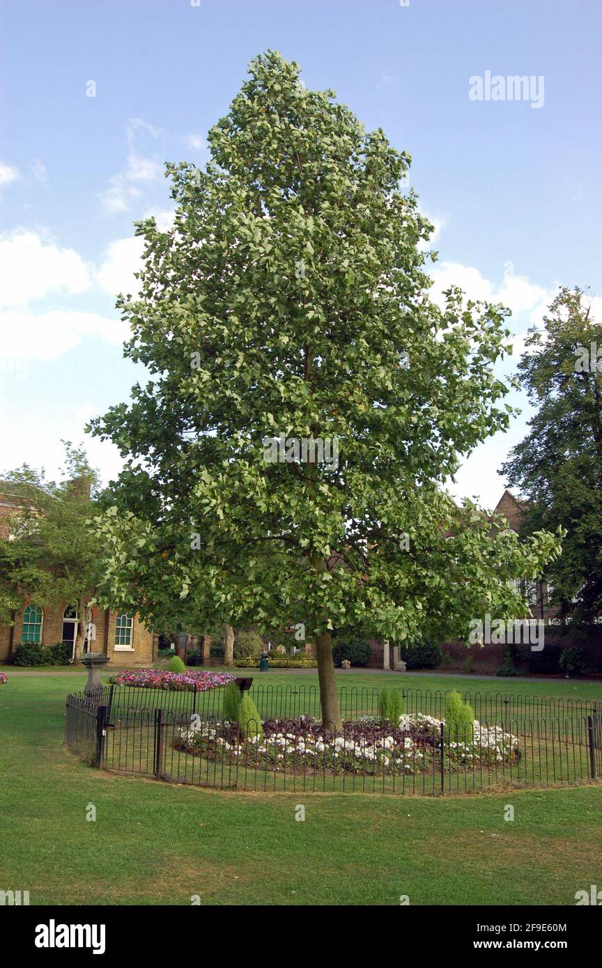 Un albero piantato in memoria del defunto Diana, principessa di galles. Walpole Park, Ealing, Londra ovest Foto Stock