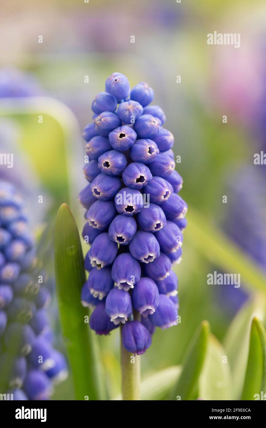 Un esempio fiorente di Muscari Big Smile in mostra in un giardino di centro all'inizio di aprile. Inghilterra GB Foto Stock Un esempio fiorente di Muscari Big Smile in mostra in un giardino di centro all'inizio di aprile. Inghilterra GB Foto Stock