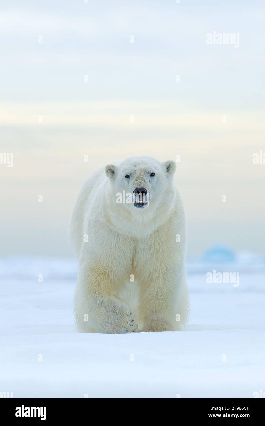 Orso polare sul bordo di ghiaccio di deriva con neve e acqua nel mare di Norvegia. Animale bianco nell'habitat naturale, Europa. Scena della fauna selvatica dalla natura. Orso pericoloso Foto Stock