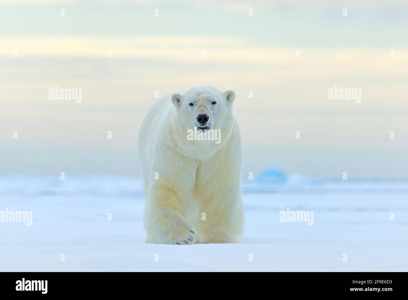 Orso polare, faccia che cammina nella neve, Canada inverno. Animale bianco nell'habitat naturale, America. Scena della fauna selvatica dalla natura. Pericoloso orso sul ghiaccio, b Foto Stock