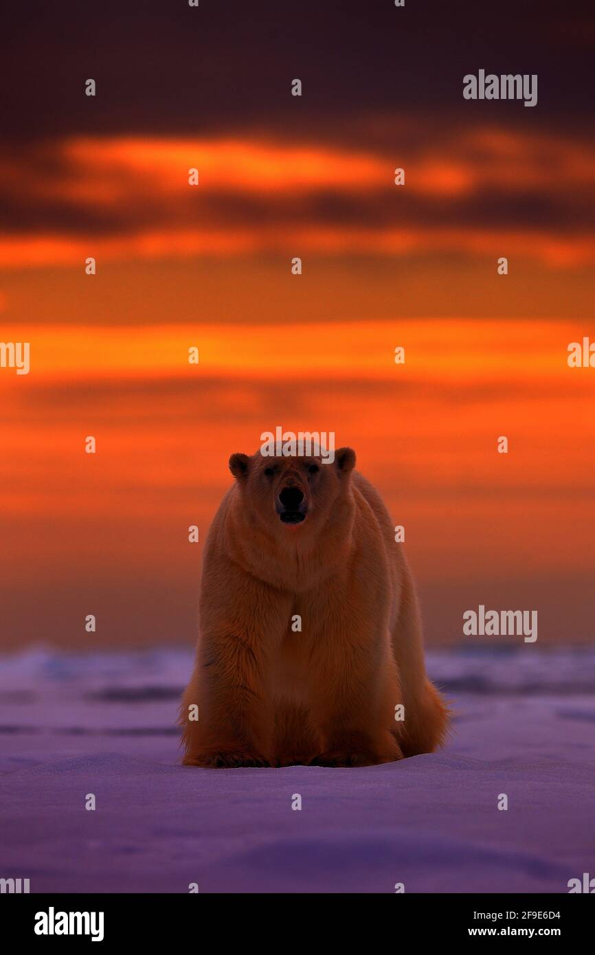 Tramonto dell'orso polare nell'Artico. Sopportare sul ghiaccio drifting con la neve, con il sole arancione sera, Svalbard, Norvegia. Bel cielo rosso con animale in pericolo, Foto Stock