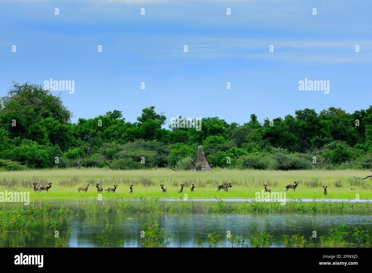 Pacchetto di caccia ai cani selvatici in Botswana. Scena faunistica dall'Africa, Moremi, delta dell'Okavango. Comportamento animale, orgoglio di gruppo di cani selvatici africani vicino a. Foto Stock