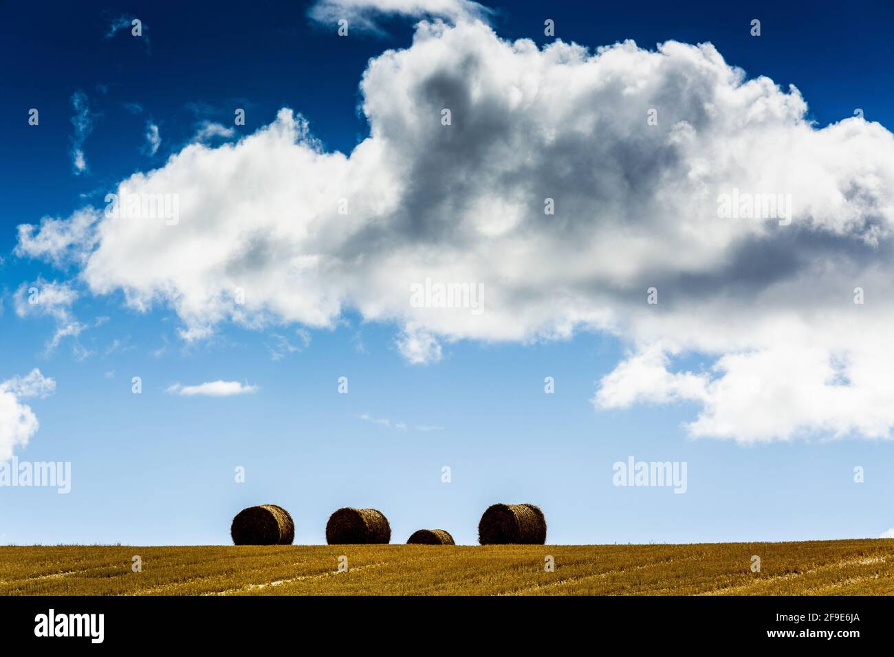 Le balle di paglia dopo la mietitura. Pianura Limagne, dipartimento Puy-de-Dome, Auvergne-Rodano-Alpi, Francia Foto Stock