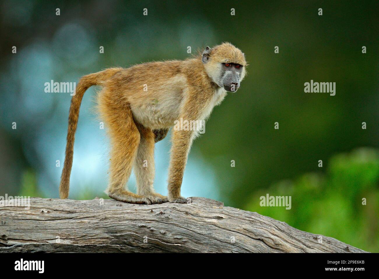 Chacma baboon, Papio ursinus, scimmia di Moremi, Okavango delta, Botswana. Mammiferi selvatici nell'habitat naturale. Scimmia che alimenta la frutta nel veget gren Foto Stock