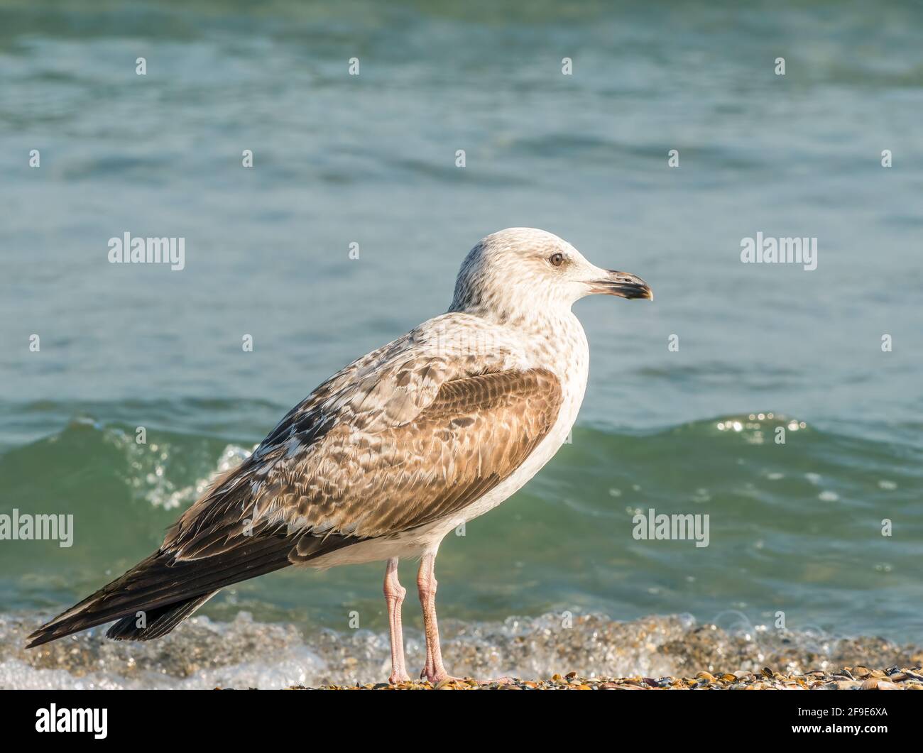 Singolo uccello di gabbiano isolato sulla spiaggia del Nero Mare Foto Stock
