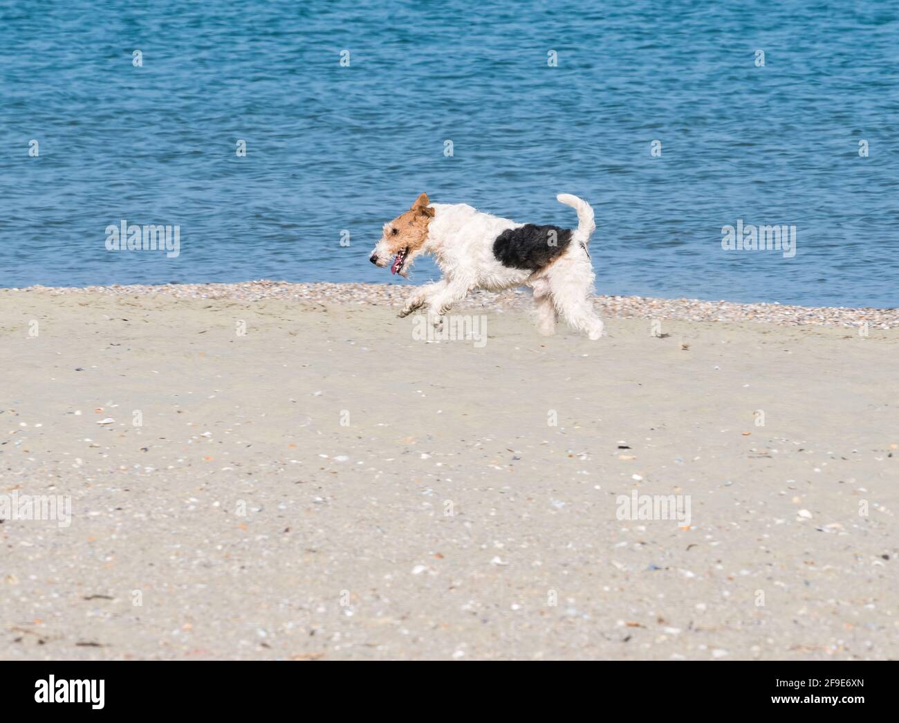 Un cane felice Fox Terrier che corre e gioca sul spiaggia Foto Stock