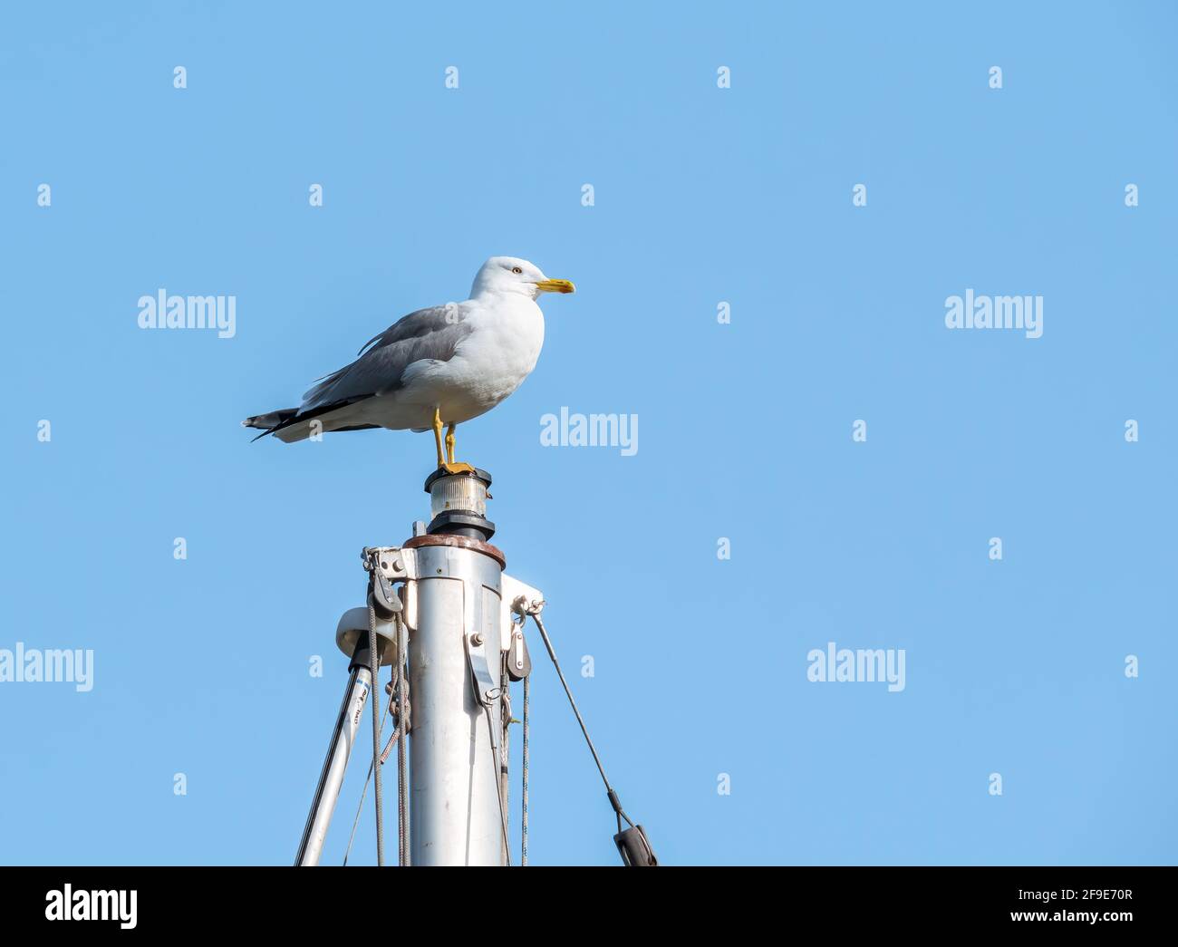 Gabbiano di mare in piedi sull'albero di una nave in il porto Foto Stock