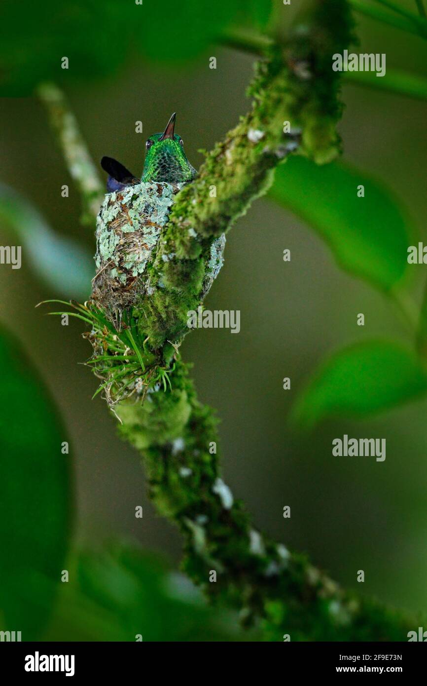 Hummingbird seduto sulle uova nel nido, Trinidad e Tobago. Hummingbird rumped rame, Amazilia tobaci, sull'albero, scena della fauna selvatica dalla natura. Foto Stock