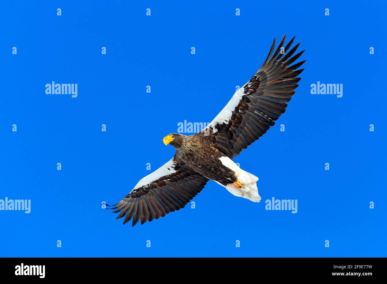 Aquila di mare di Steller, Haliaetus pelagicus, uccello di preda volante, con cielo blu sullo sfondo, Hokkaido, Giappone. Aquila con le ali aperte. Scena faunistica fr Foto Stock