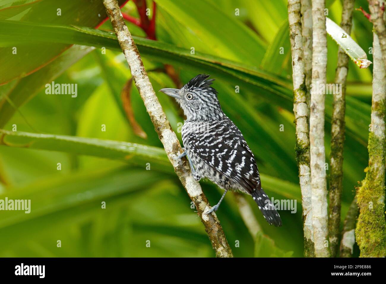 Antshrike sbarrato, Thamnophilus doliatus, uccello raro grigio di Trinidad. Uccelli selvatici di mottley nell'habitat naturale della foresta. Birdwatching nei Caraibi. R Foto Stock