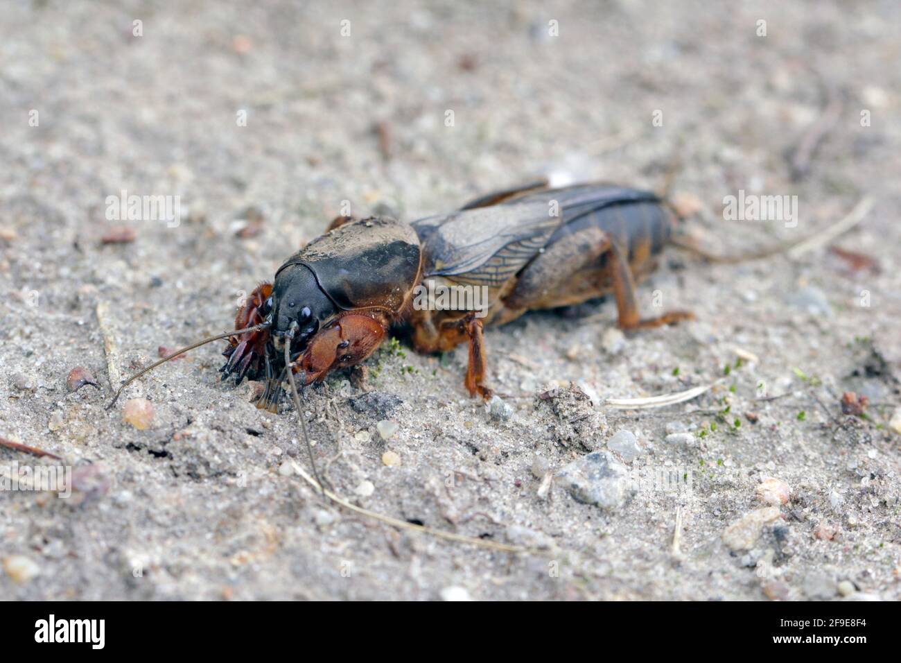 Adulto di Mole Cricket europeo, Gryllotalpa gryllotalpa, su terreno sabbioso. Ingrandimento elevato. È un parassito comune nei giardini. Foto Stock