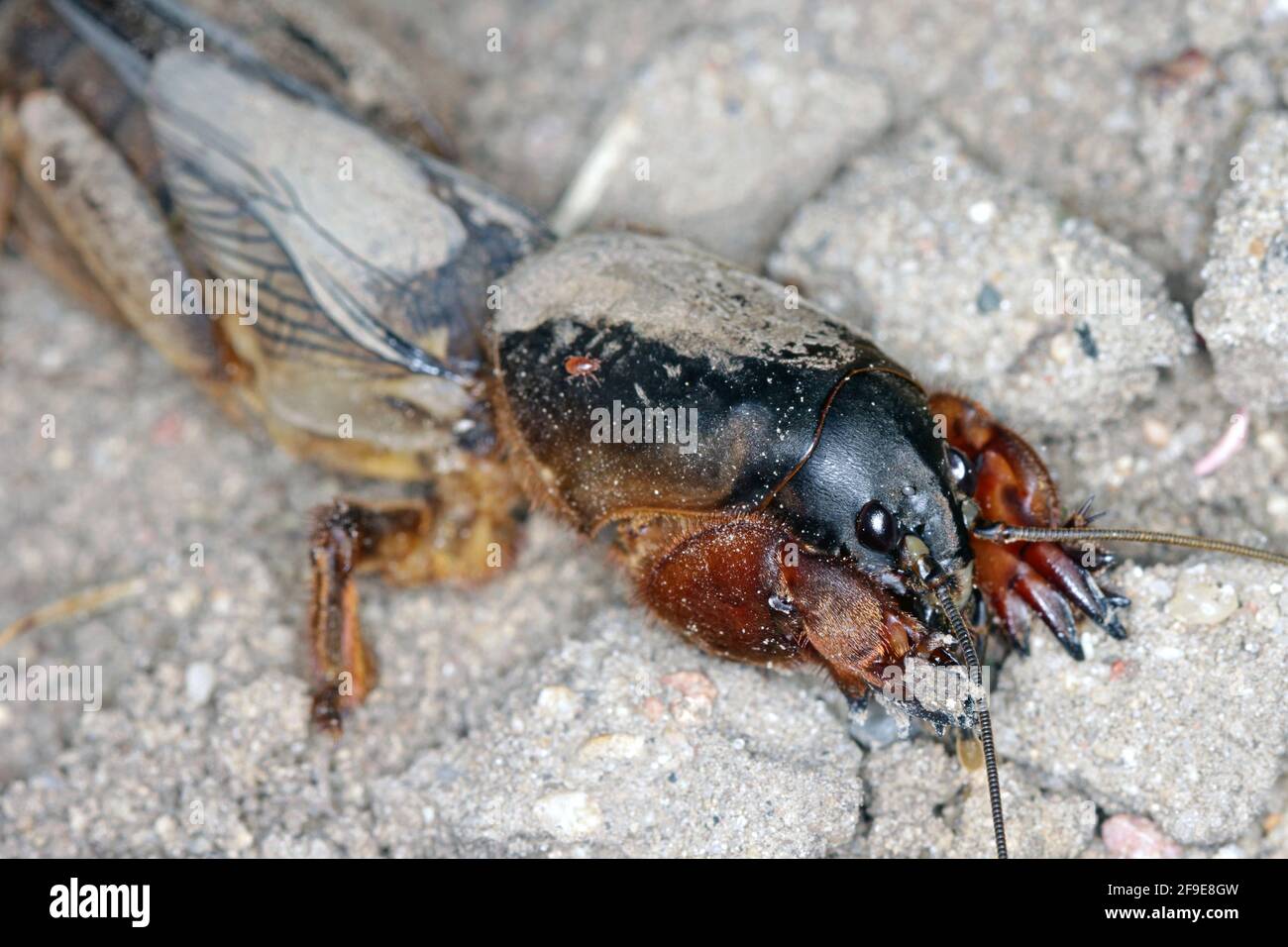 Adulto di Mole Cricket europeo, Gryllotalpa gryllotalpa, su terreno sabbioso. Ingrandimento elevato. È un parassito comune nei giardini. Foto Stock