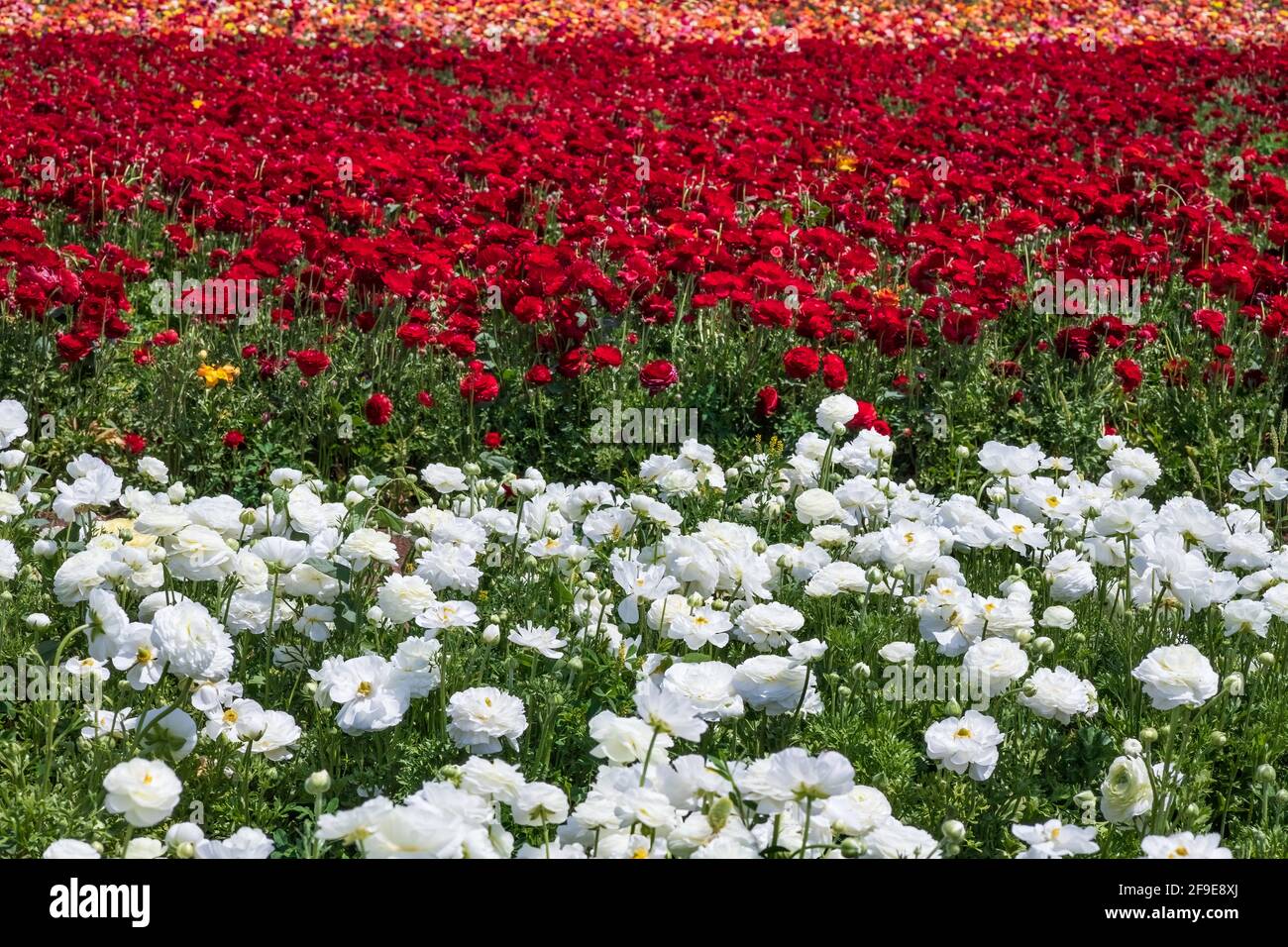 Filari di coppe da giardino in fiore di diversi colori in un campo agricolo. Israele Foto Stock