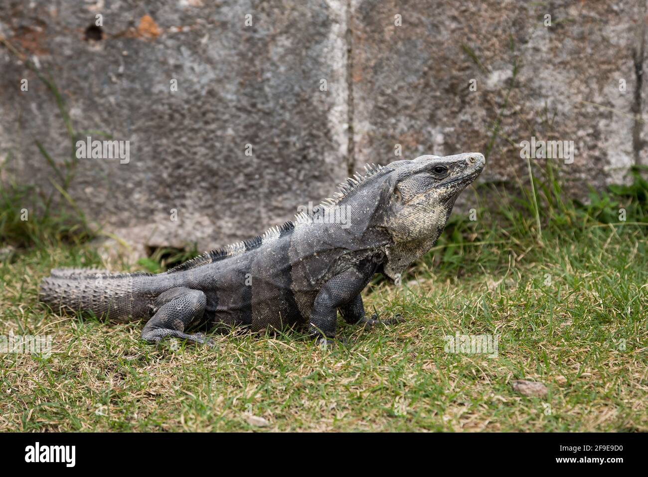 Iguana nera con coda spinosa Ctenosaura similis a Uxmal, Yucatan, Messico Foto Stock