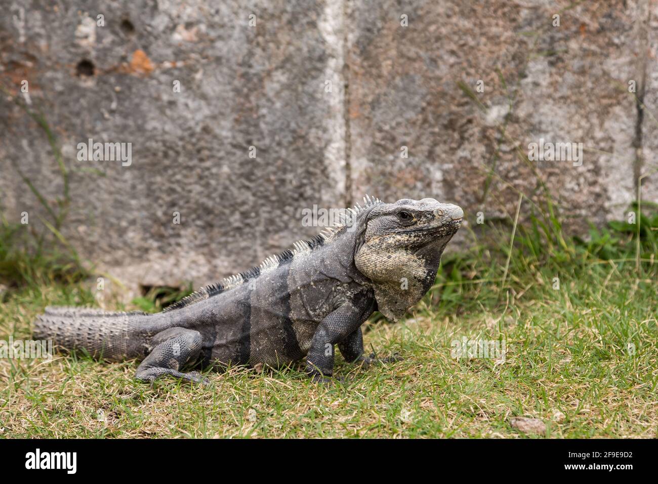 Iguana nera con coda spinosa Ctenosaura similis a Uxmal, Yucatan, Messico Foto Stock