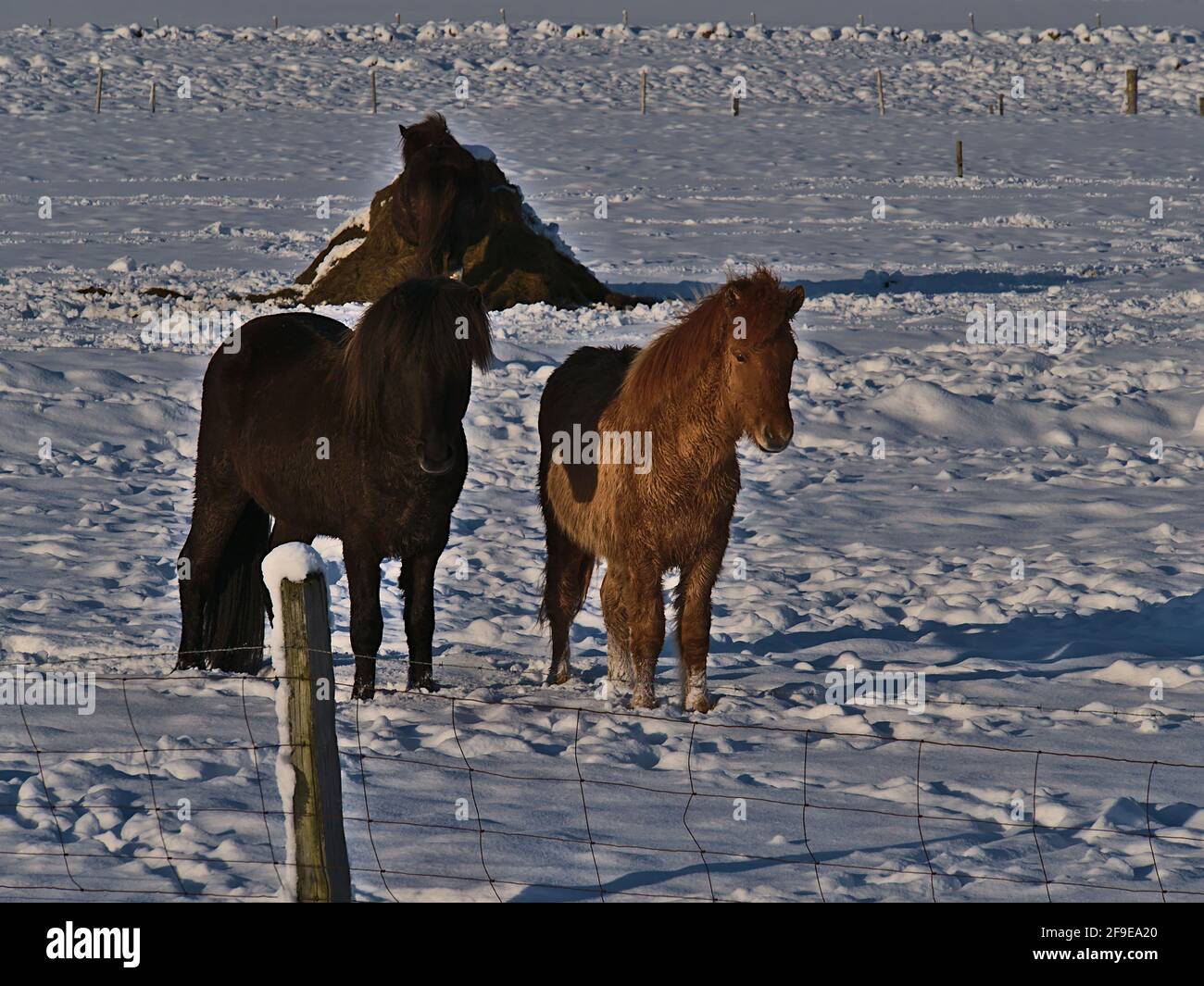 Due graziosi cavalli islandesi di colore nero e marrone che si erige su un prato innevato, visti dalla circonvallazione (Route 1) vicino a Vatnajökull in Islanda. Foto Stock