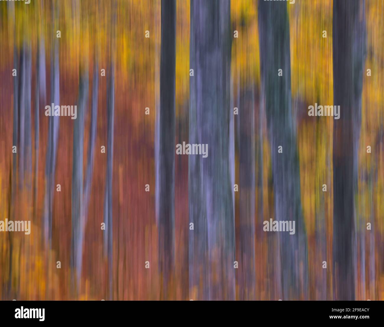 Sfondo astratto di alberi con foglie dorate che crescono nei boschi nella stagione autunnale Foto Stock