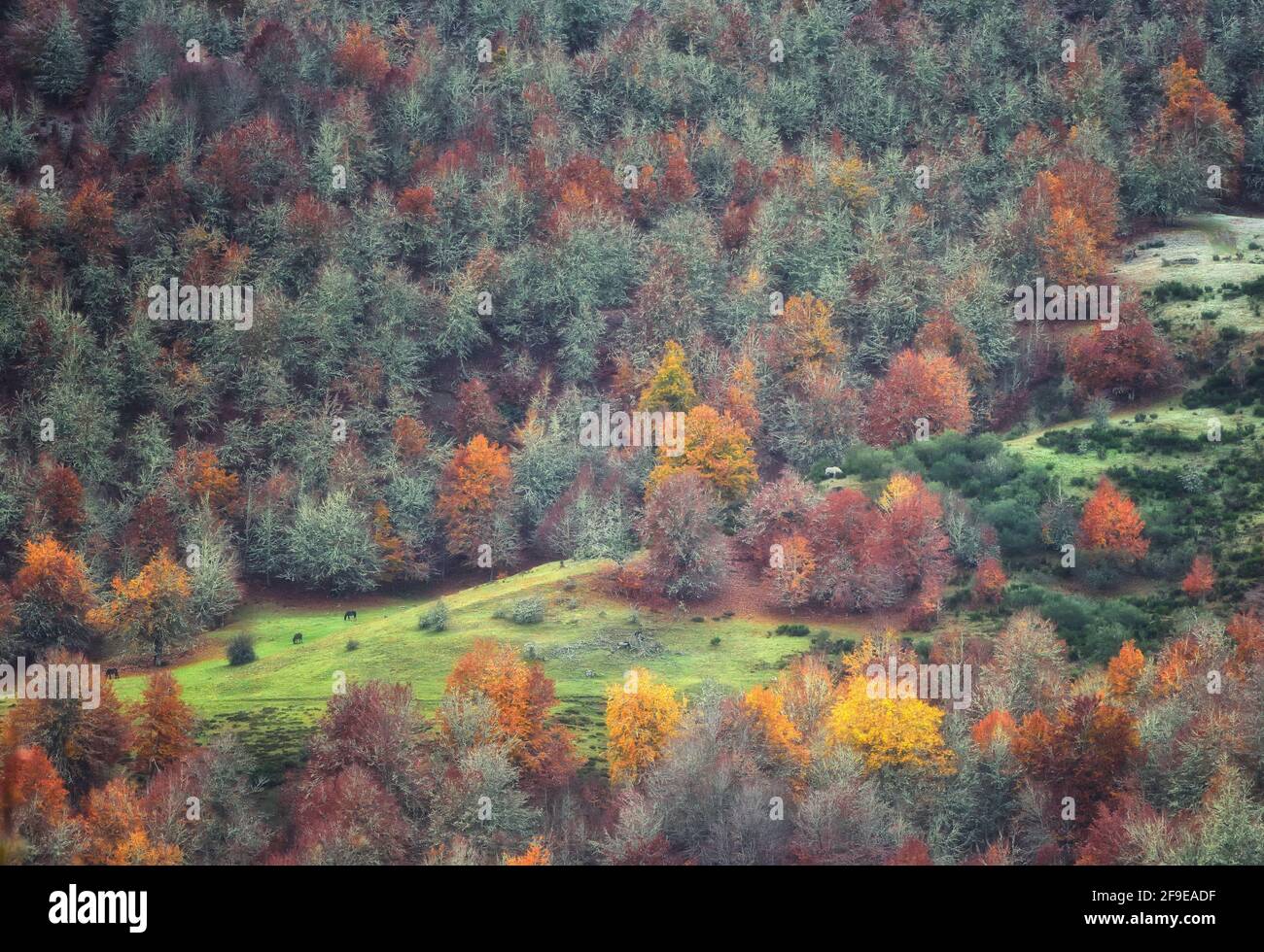 Drone vista del pittoresco scenario di alberi con fogliame colorato crescere in foresta in autunno Foto Stock