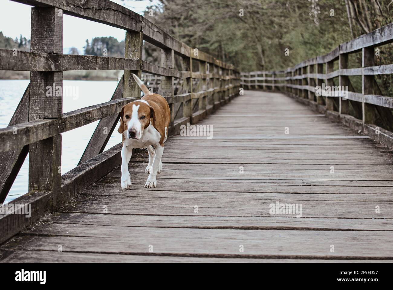 Cane a piedi nei boschi Foto Stock
