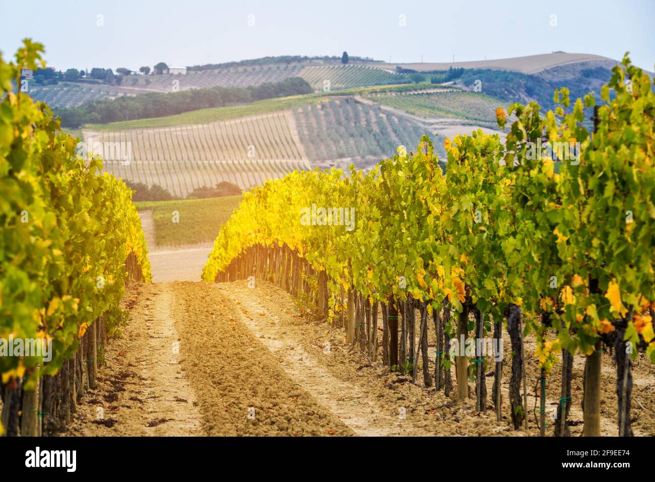 Paesaggio viticolo in Toscana, Italia. I vigneti toscani ospitano il vino più importante d'Italia. Foto Stock