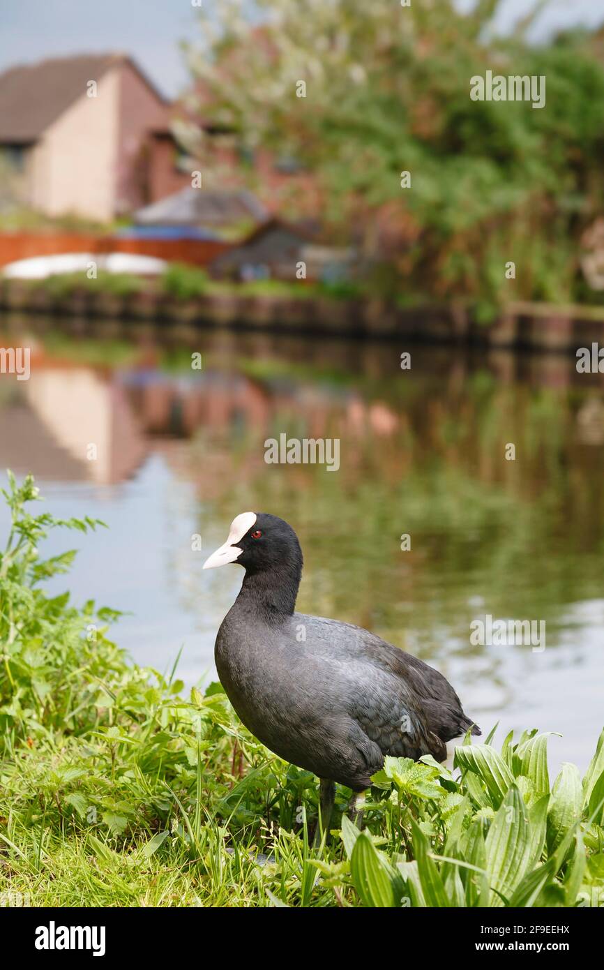 Comune coot o eurasiatico coot, fulica atra, sulla riva del Grand Union Canal, Londra, Regno Unito. Uccelli acquatici, uccelli selvatici. Foto Stock