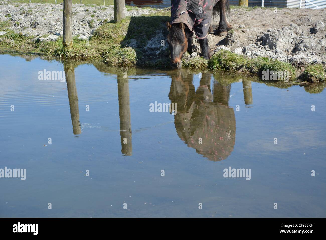 Anglesey Abbey Cambridge, UK, Horse acqua potabile dal fiume, il fiume acqua riflessione alta risoluzione stock foto Foto Stock