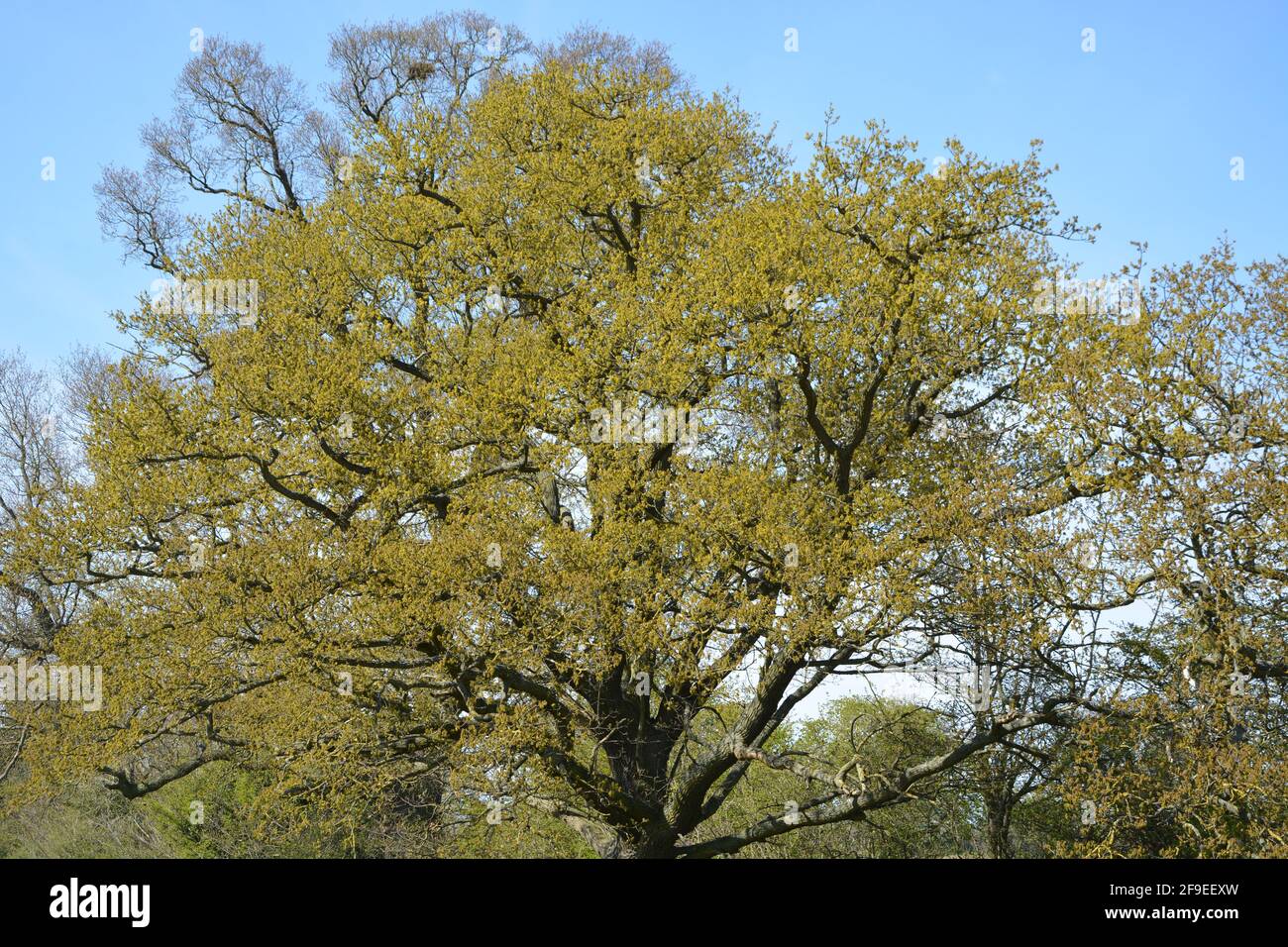 Anglesey Abbey Cambridge UK, Nature Walk Foto Stock