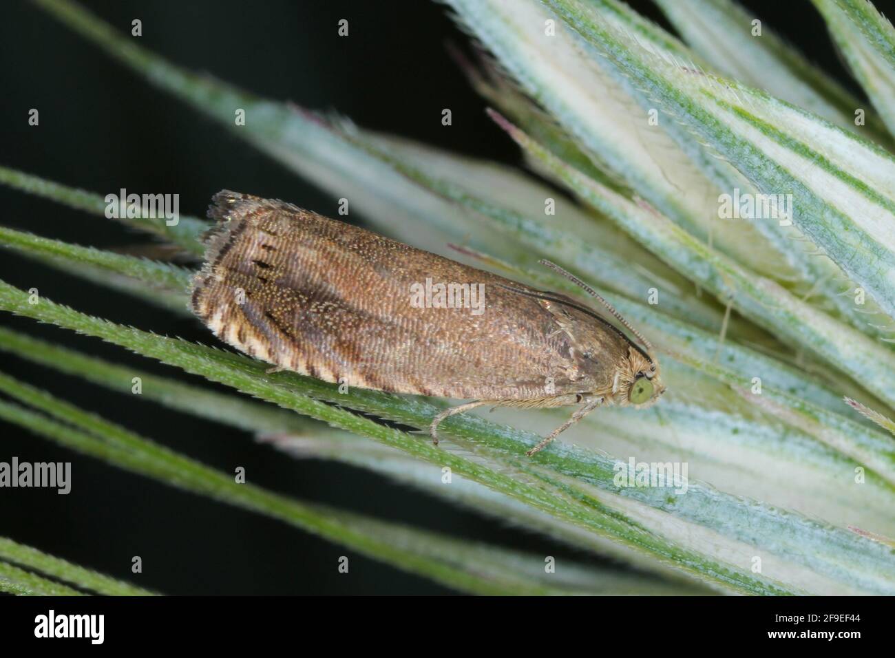 Cidia nigricana la falena di pisello, è una falena della famiglia dei Tortricidae. Esso peste comune di piselli raccolti ed altri. Foto Stock