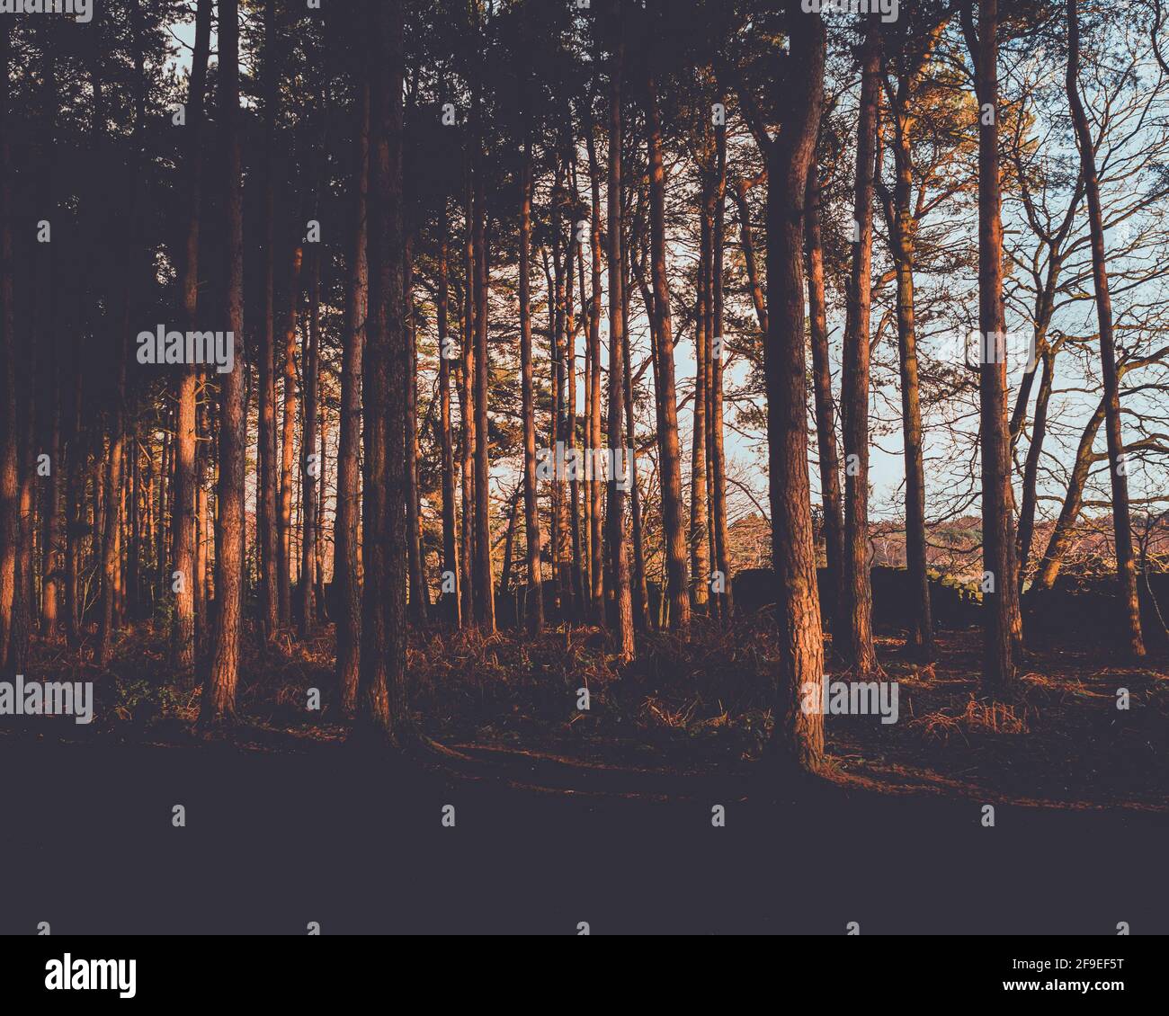 Raggi di luce del tramonto che illuminano la foresta Foto Stock