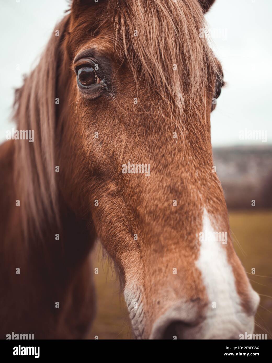 Primo piano ritratto di un cavallo in un campo Foto Stock