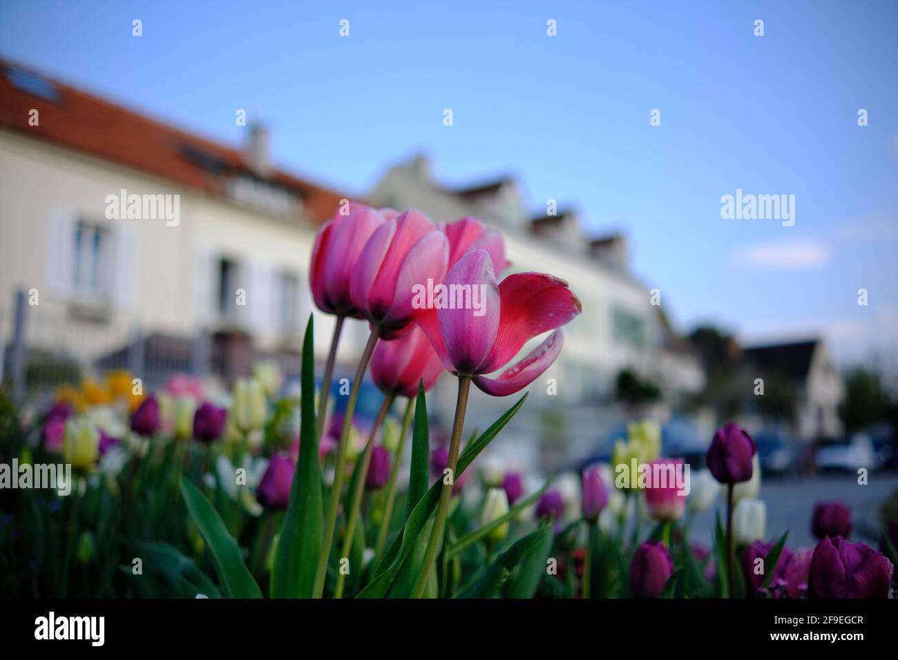 Primo piano di bello rosa e altri tulipani colorati con Edifici residenziali sullo sfondo in Francia Foto Stock