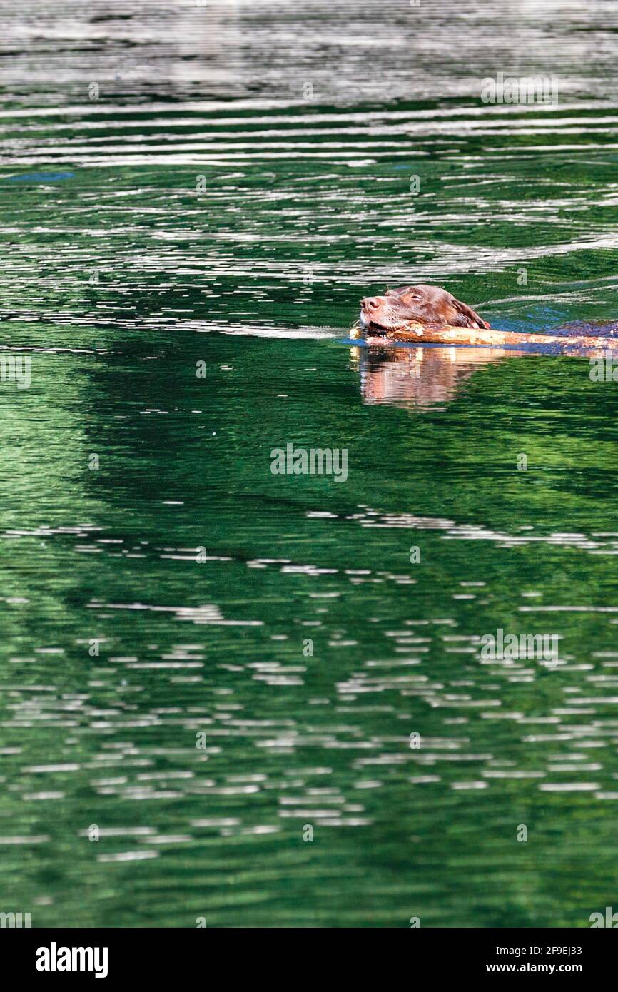 La testa di un cane da caccia che galleggia sul fiume, portando un bastone di legno nei suoi denti. Foto Stock