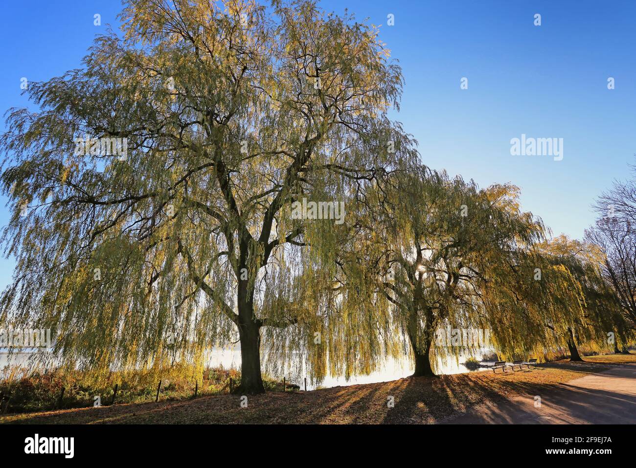 alberi di willow al lago di alster ad Amburgo Foto Stock