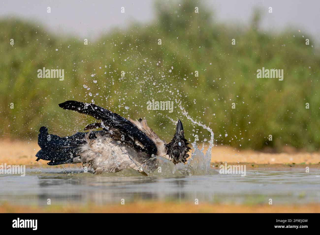 Corvo con cappuccio (Corvus cornix) vicino all'acqua il corvo con cappuccio è un uccello diffuso in gran parte dell'Europa e del Medio Oriente. È un onnivoro s Foto Stock
