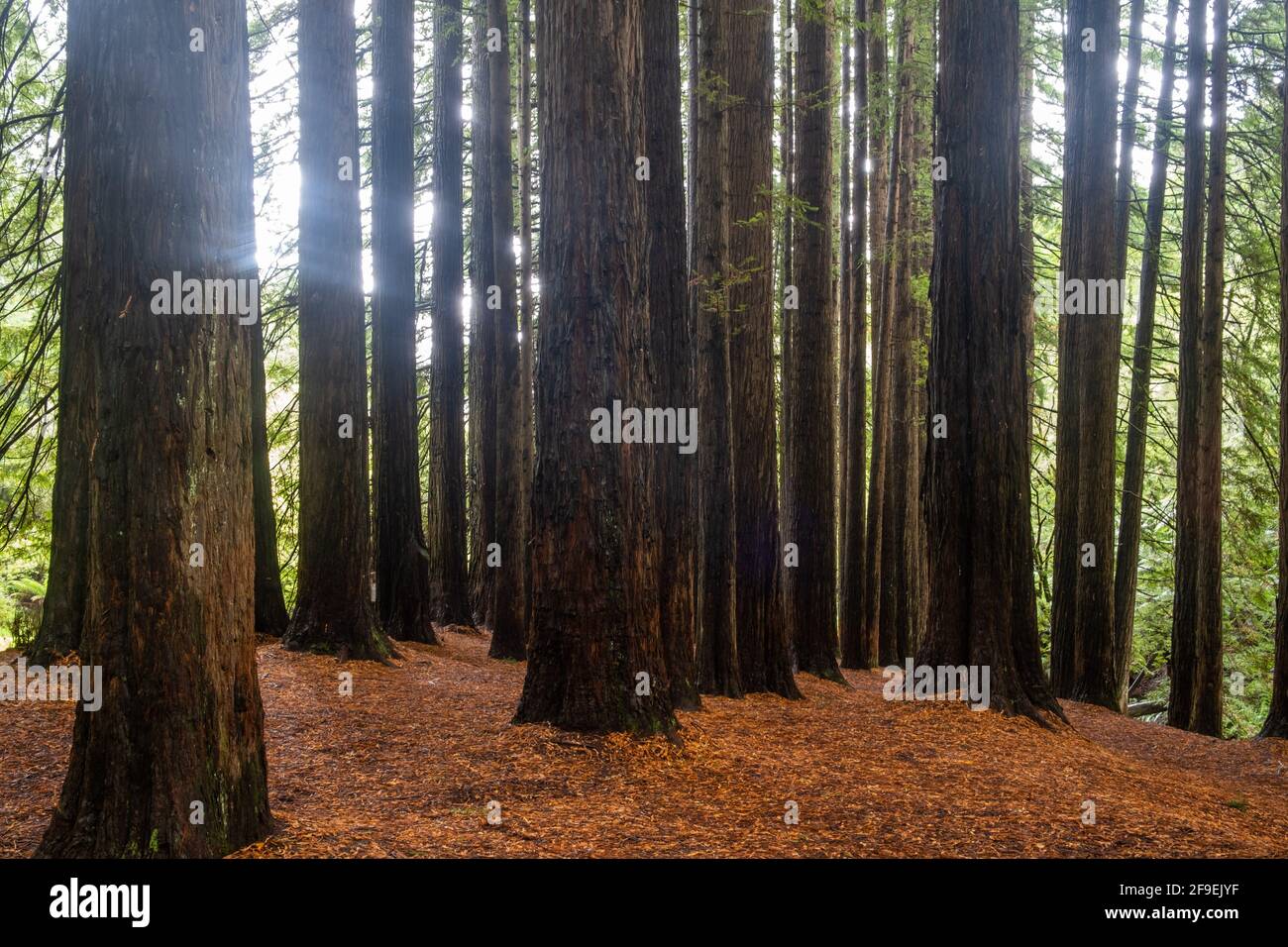 sequoie californiane a Victoria, Australia Foto Stock