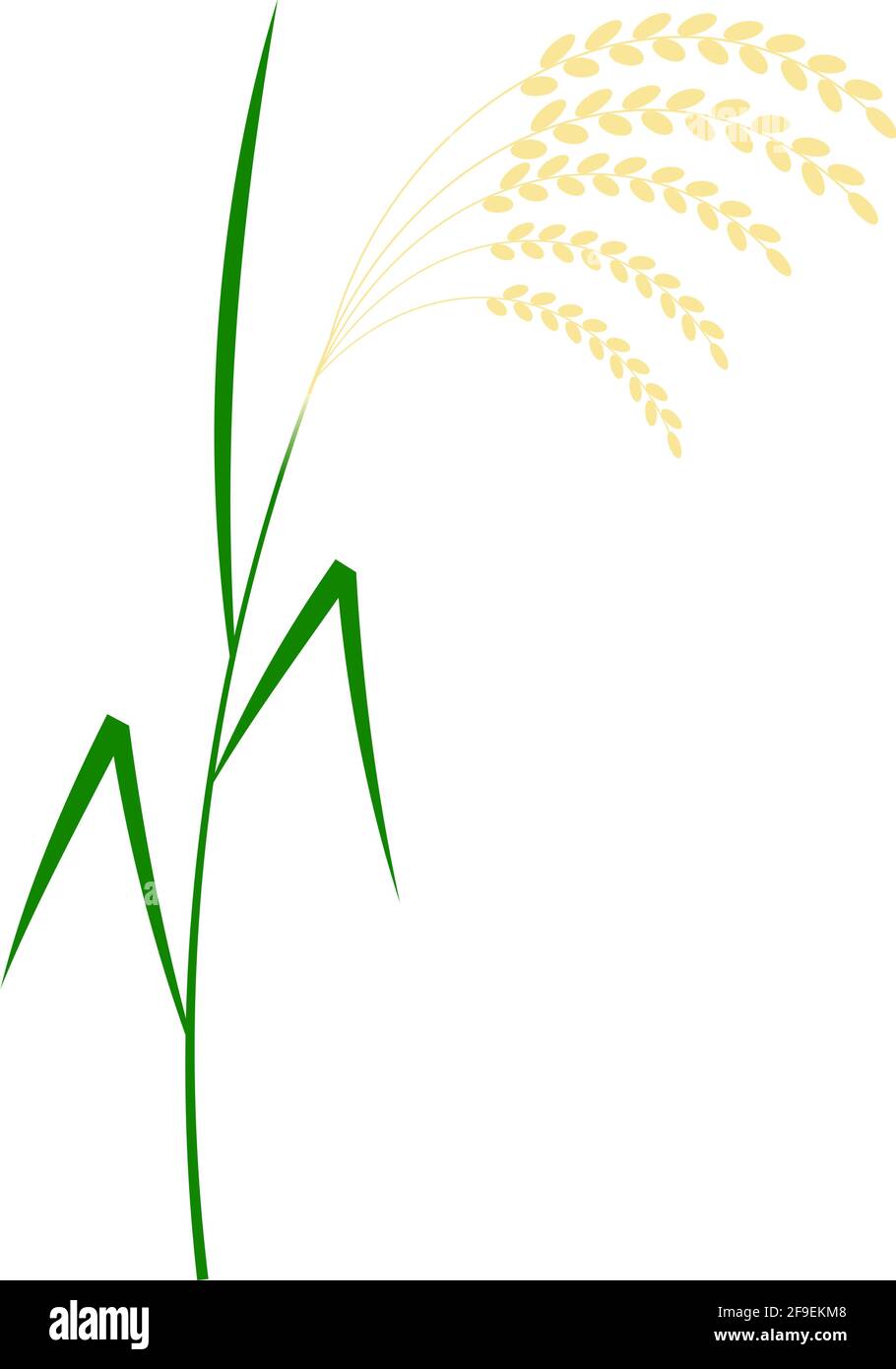 Piante riso isolato con illustrazione vettoriale bianca Illustrazione Vettoriale