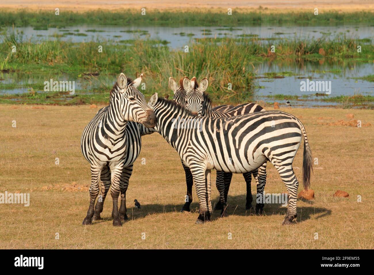 Zebre pianure (Equus burchelli) in habitat naturale, Parco Nazionale Amboseli, Kenya Foto Stock