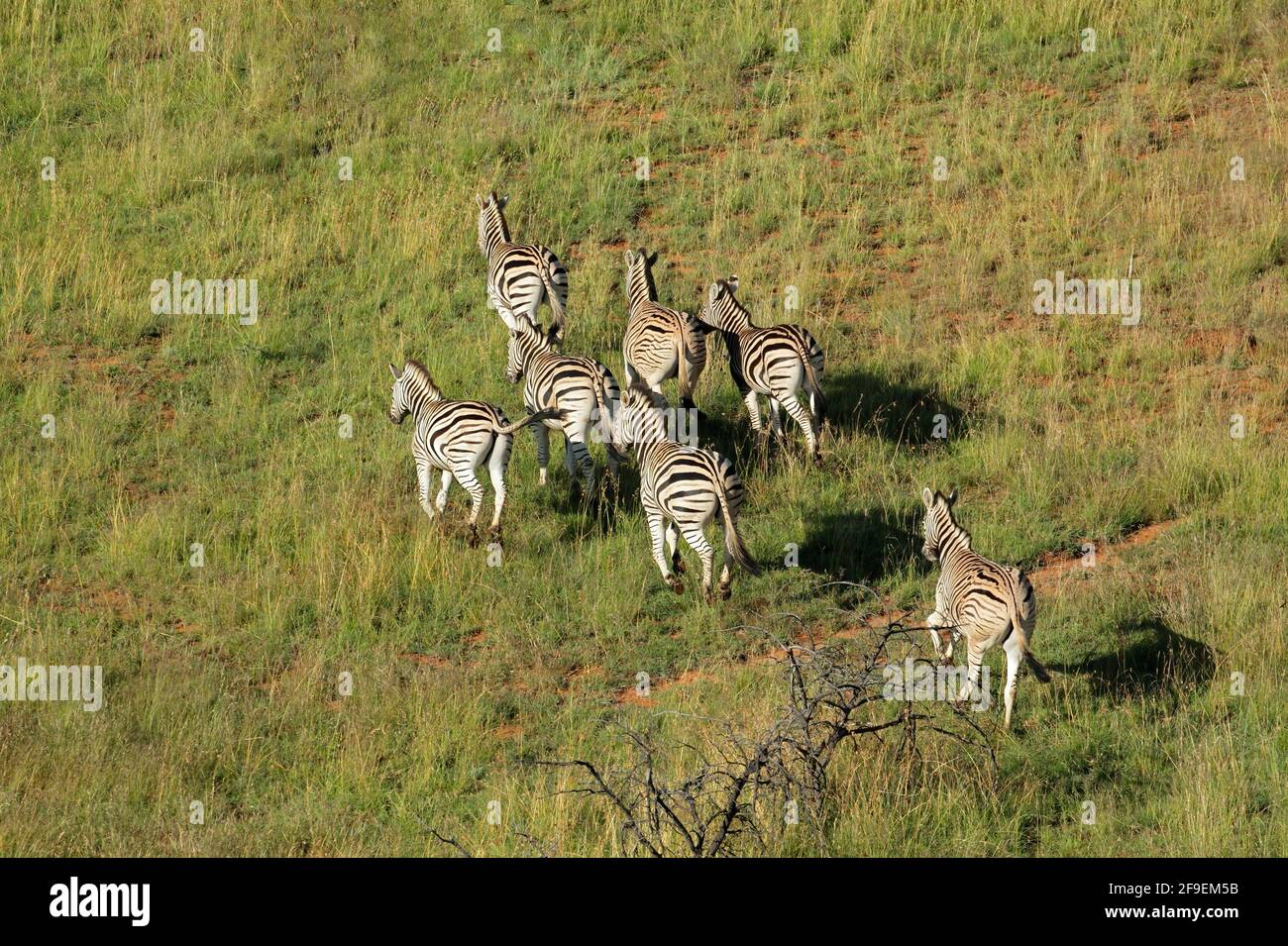 Veduta aerea delle zebre pianeggianti (Equus burchelli) che corrono in prateria, Sudafrica Foto Stock