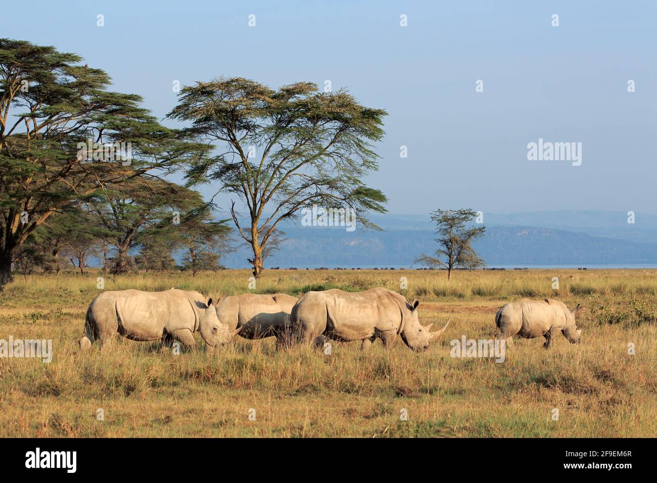 Rinoceronte bianco (Ceratotherium simum) nella prateria aperta, Lake Nakuru National Park, Kenya Foto Stock