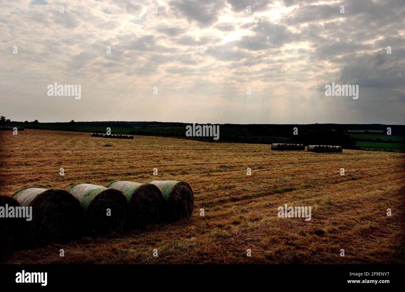 PAESAGGIO NR ABBAZIA DI WOBURN.18/7/02 PILSTON Foto Stock