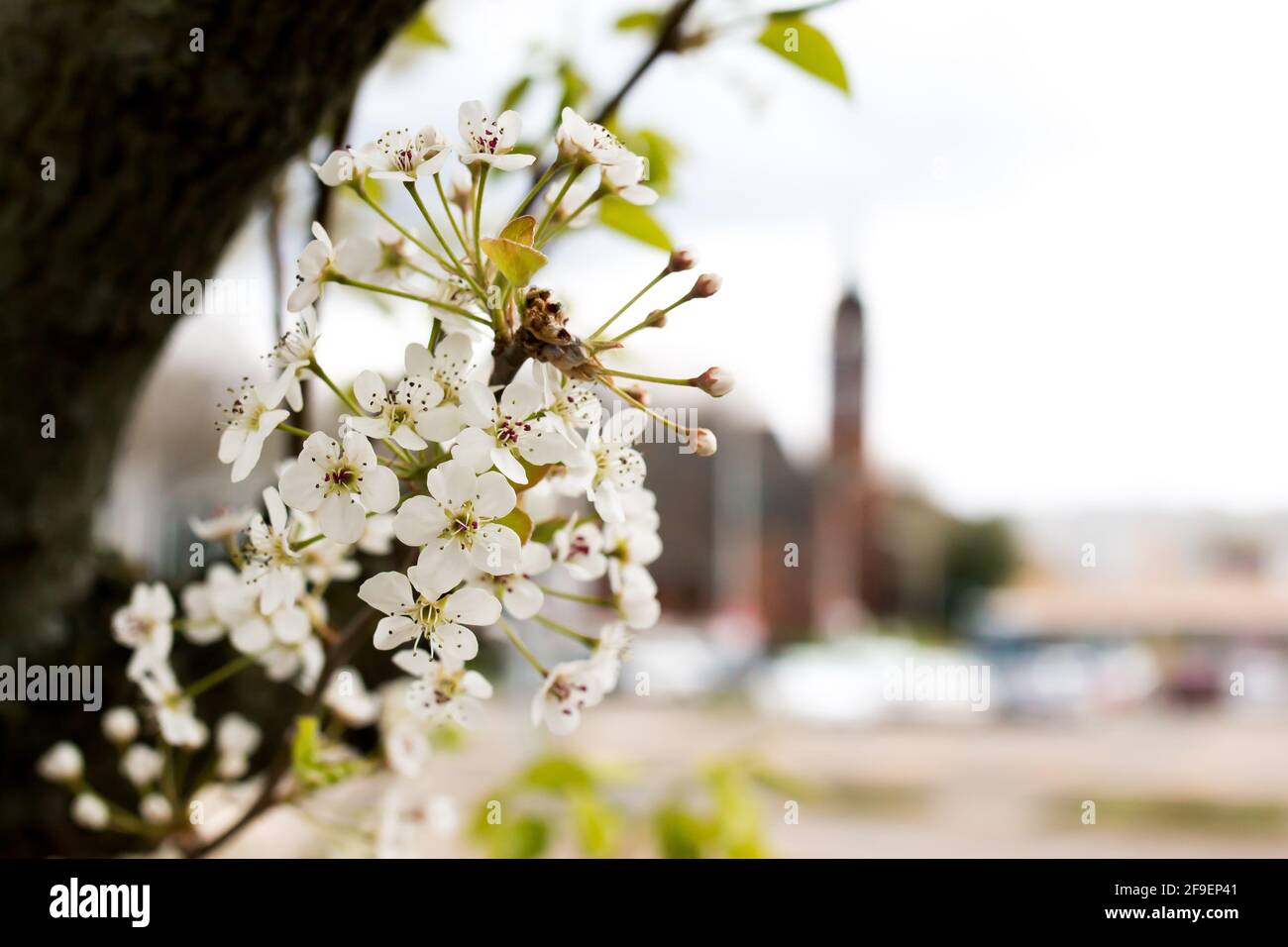Fiori dell'albero della molla in fiore con sfondo fuori fuoco Foto Stock