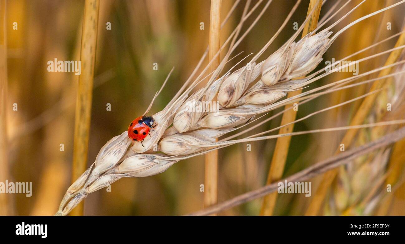 Orecchio di grano dorato con Ladybug. Spighe grano o Rye primo piano. Meraviglioso paesaggio rurale. Profondità ridotta dei campi. Messa a fuoco morbida. Foto Stock