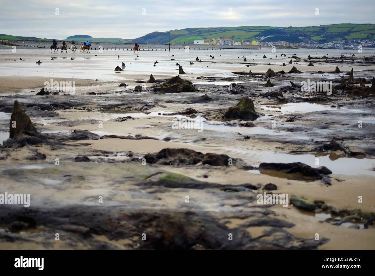 La foresta preistorica sommersa, Borth, Galles rivelato dai mari tempestosi Foto Stock